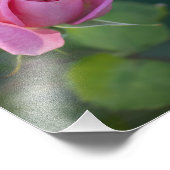 Roze Roos Foto Afdruk (Hoek)