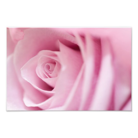 Roze Roos Foto Afdruk (Voorkant)