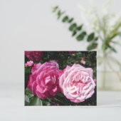  Roze  Roos Foto Briefkaart (Staand voorkant)