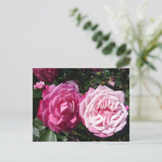  Roze  Roos Foto Briefkaart (Staand voorkant)