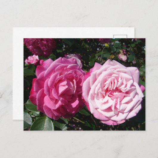  Roze  Roos Foto Briefkaart (Voorkant / Achterkant)