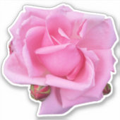Roze Roos Foto Sticker (Voorkant)