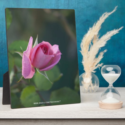 Roze Roos Fotoplaat (Zijkant)