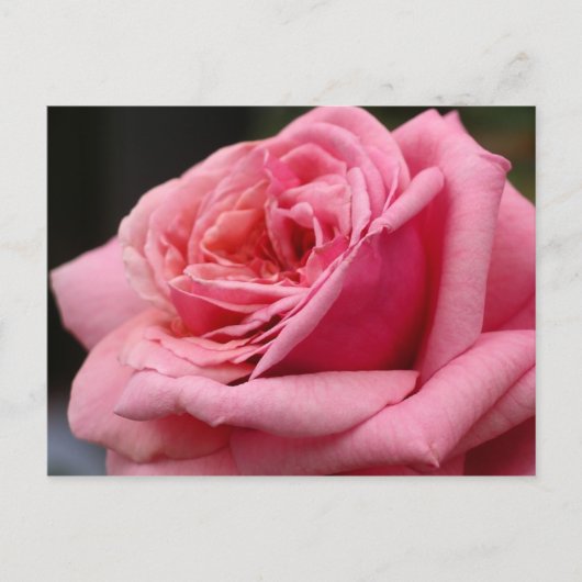Roze Roos I Mooie Bloemfotografie Briefkaart (Voorkant)
