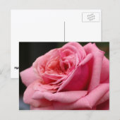 Roze Roos I Mooie Bloemfotografie Briefkaart (Voorkant / Achterkant)