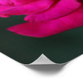 Roze Roos in Bloei Poster (Hoek)