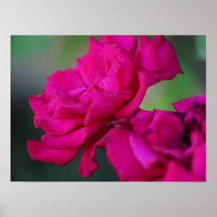 Roze Roos in Bloei Poster