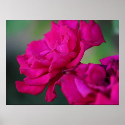 Roze Roos in Bloei Poster (Voorkant)