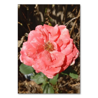 Roze roos in de tuin close-up kaart