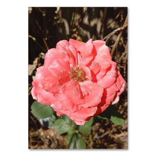 Roze roos in de tuin close-up kaart (Voorkant)