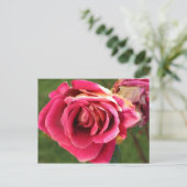 Roze roos in een tuin briefkaart (Staand voorkant)