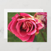 Roze roos in een tuin briefkaart (Voorkant / Achterkant)