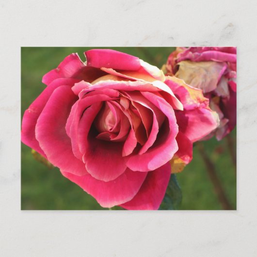 Roze roos in een tuin briefkaart (Voorkant)