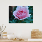 Roze roos in het groen poster (Keuken)