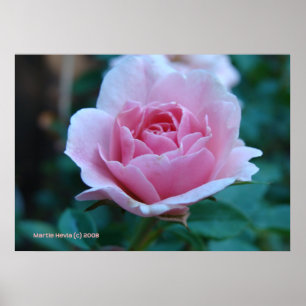 Roze roos in het groen poster