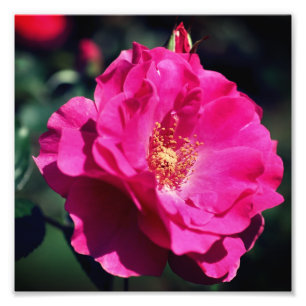 Roze roos in volle bloei Close-up 8x8 Foto Afdruk