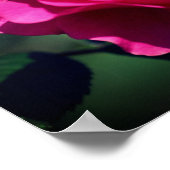 Roze roos in volle bloei close-up gespiegeld poster (Hoek)