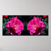 Roze roos in volle bloei close-up gespiegeld poster (Voorkant)