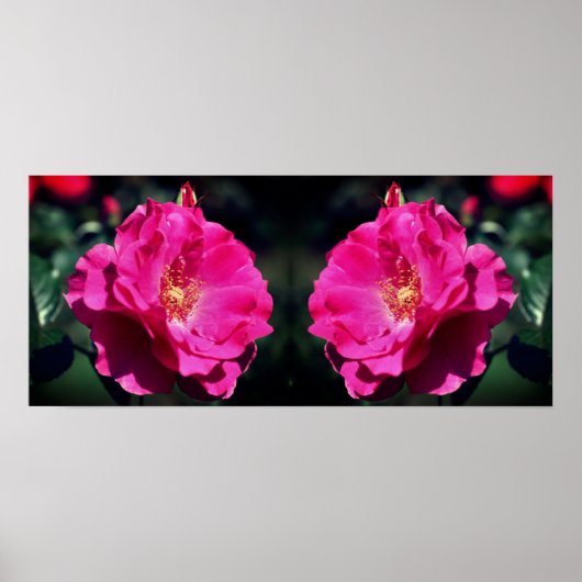 Roze roos in volle bloei close-up gespiegeld poster (Voorkant)