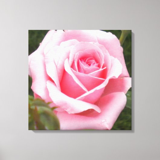 Roze Roos Ingepakte Canvasprint Canvas Afdruk (Voorkant)