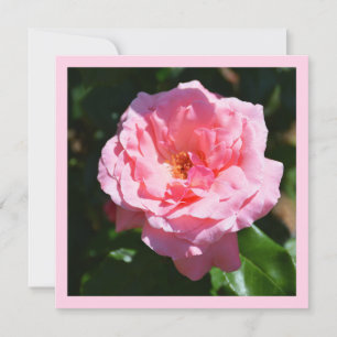 Roze roos kaart