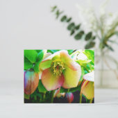 Roze Roos Lenten Briefkaart (Staand voorkant)