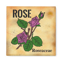 Roze roos lijnkunst verouderde papierstijl