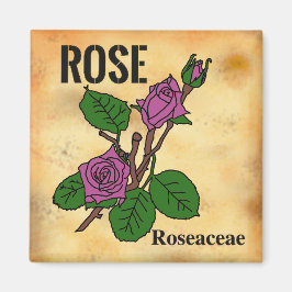Roze roos lijnkunst verouderde papierstijl   magneet