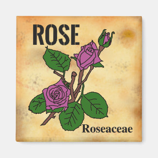 Roze roos lijnkunst verouderde papierstijl magneet
