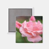 Roze Roos Magneet (Voorkant / Achterkant)