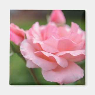 Roze Roos Magneet