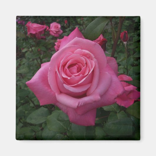 Roze roos magneet (Voorkant)