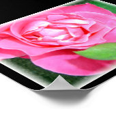 Roze Roos met Bloemblaadjes Poster (Hoek)