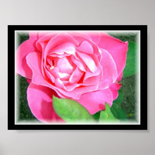 Roze Roos met Bloemblaadjes Poster (Voorkant)