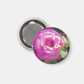 Roze Roos met een Bee Roos Magnet (Voorkant / Achterkant)