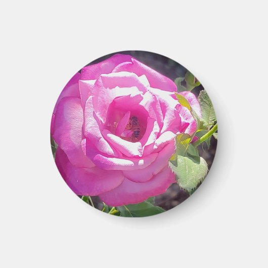 Roze Roos met een Bee Roos Magnet (Voorkant)