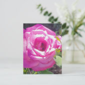 Roze Roos met een Bijen Briefkaart (Staand voorkant)