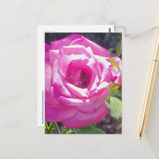 Roze Roos met een Bijen Briefkaart (Voorkant / Achterkant in situ)
