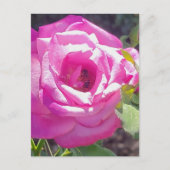 Roze Roos met een Bijen Briefkaart (Voorkant)