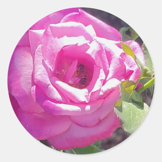 Roze Roos met een Bijen Stickers (Voorkant)
