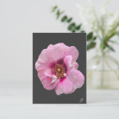 Roze roos met Paarse Hart - olieverfschilderij Briefkaart (Staand voorkant)