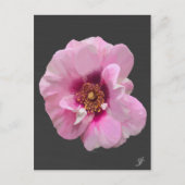 Roze roos met Paarse Hart - olieverfschilderij Briefkaart (Voorkant)