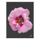 Roze roos met Paarse Hart - olieverfschilderij Foto Afdruk (Voorkant)