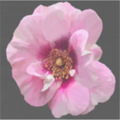 Roze roos met Paarse Hart - olieverfschilderij Sticker (Voorkant)