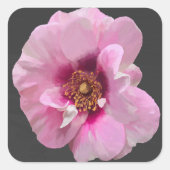 Roze roos met Paarse Hart - olieverfschilderij Vierkante Sticker (Voorkant)