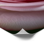 Roze Roos met Spiraling Petals Poster (Hoek)