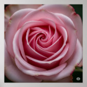 Roze Roos met Spiraling Petals Poster (Voorkant)