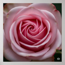 Roze Roos met Spiraling Petals