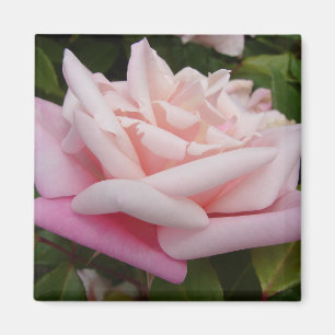 Roze  Roos met twee toonaangevende kleuren Magneet