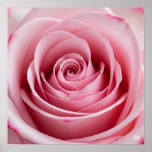 Roze roos met waterdruppels